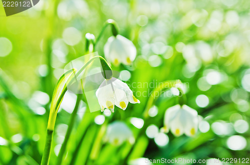 Image of White Spring snowdrops, close-up 