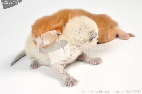 Image of newborn kittens