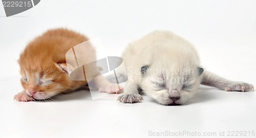 Image of newborn kittens