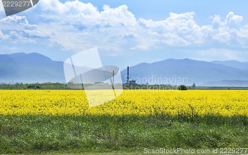 Image of Rape plantation