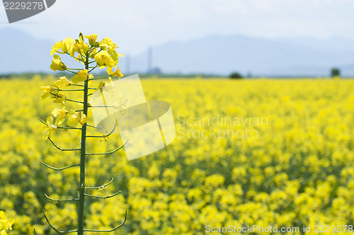 Image of Rape plantation