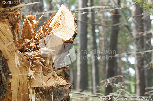 Image of Deforestation