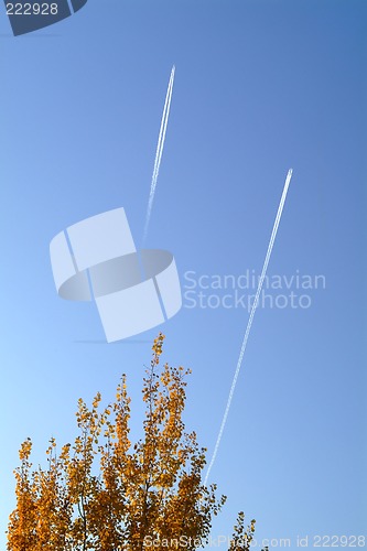 Image of tree with airplane