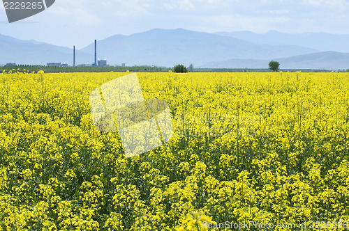 Image of Rape plantation
