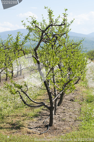 Image of Young cherry trees