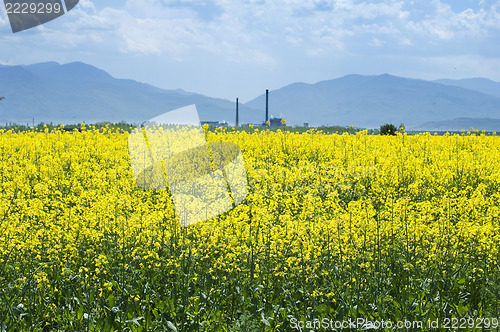 Image of Rape plantation