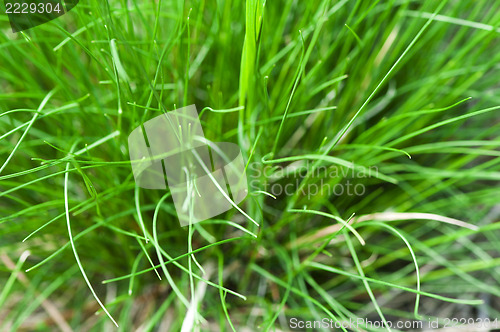 Image of Grass background