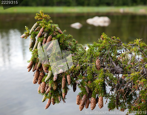 Image of Spruce branch on a background of lake