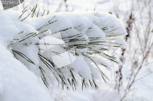 Image of powdery snow covered pine branch small needle tips 