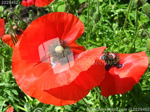 Image of beautiful flower of red poppy