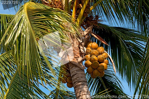 Image of Coconut palm