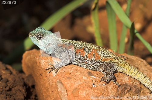 Image of lizard on rock