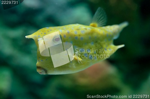 Image of Tropical fish