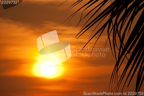 Image of Sunset with palm