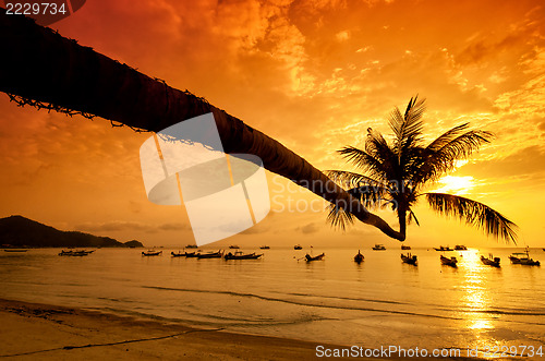 Image of Sunset with palm and boats on tropical beach