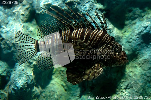 Image of Tropical fish lionfish