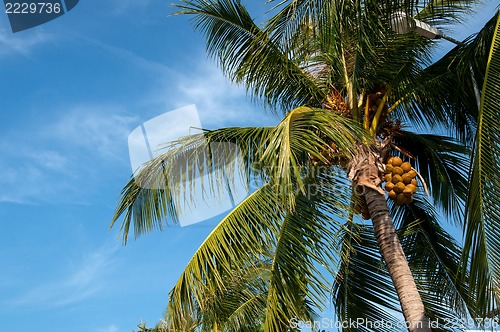 Image of Coconut palm
