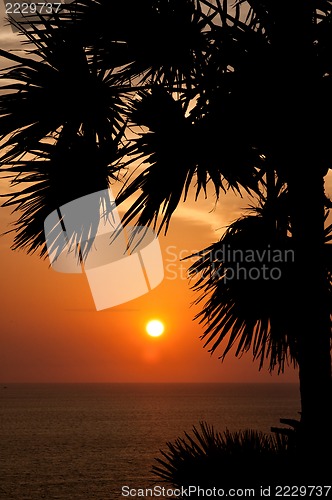 Image of Sunset with palm