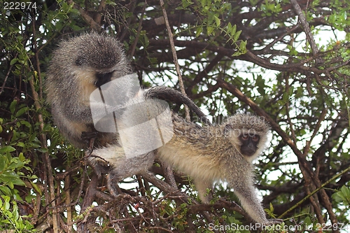 Image of monkey grooming