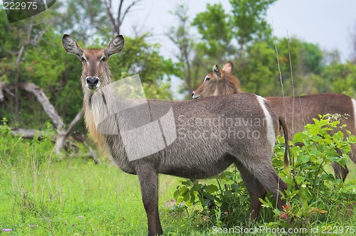 Image of two waterbuck