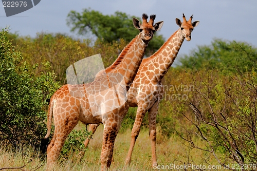 Image of two giraffe