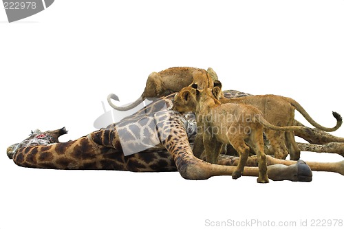 Image of Lion Feast Isolate
