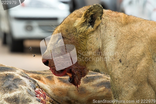 Image of Lioness licking lips