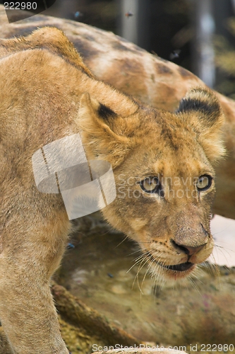 Image of Lion cub