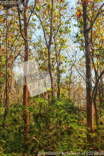 Image of forest trees early autumn