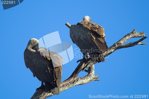 Image of vultures on tree top