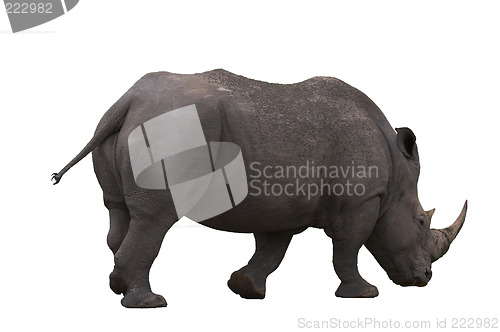 Image of isolated rhino