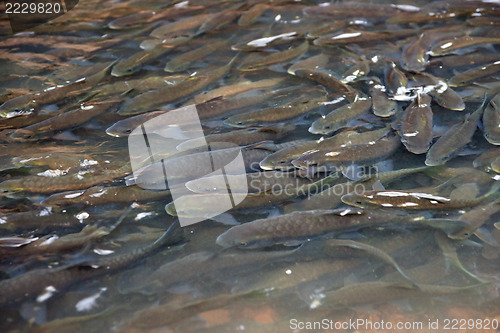 Image of fish in national park