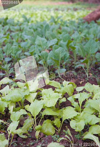 Image of organic vegetables growing