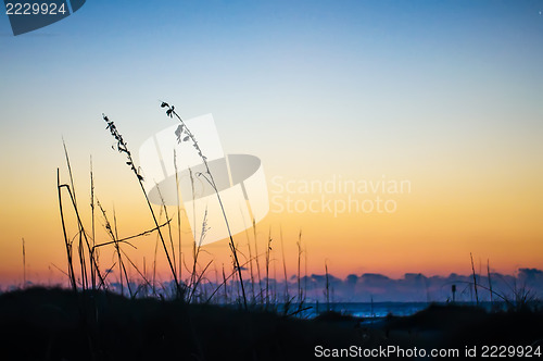 Image of beach plants at sunrise dusk