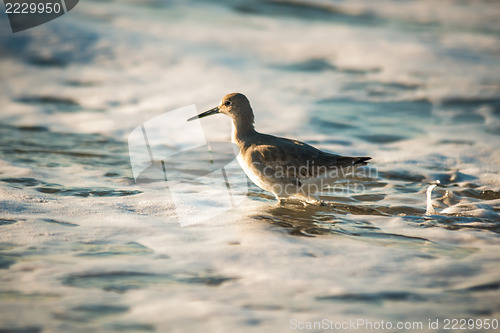 Image of Willet wading through the ocean foam