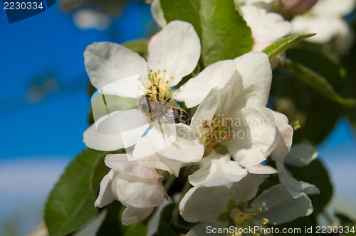 Image of apple and bee