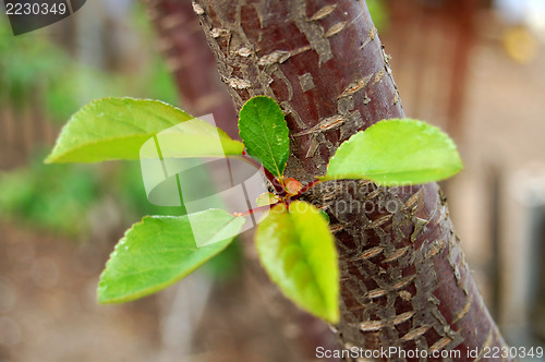 Image of green leaves