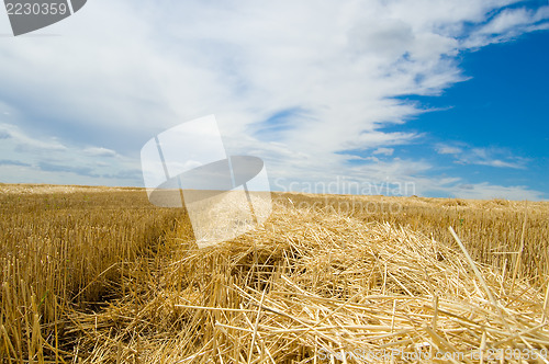 Image of windrows