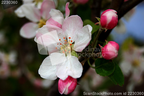 Image of red flower