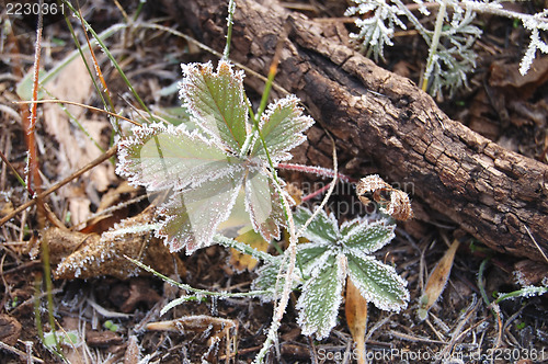 Image of frozen leaf