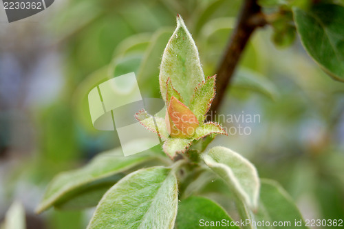 Image of green leaves