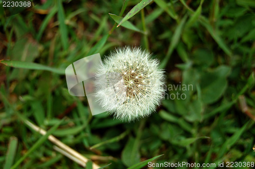 Image of old dandelion