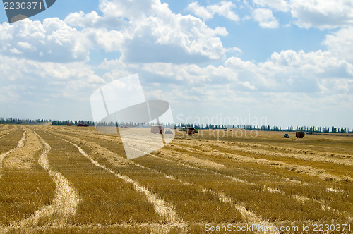 Image of rows windrows