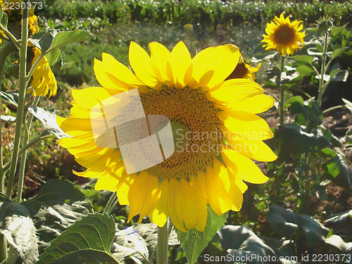 Image of sunflower