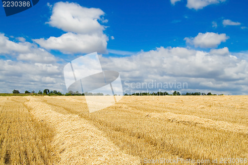 Image of windrows