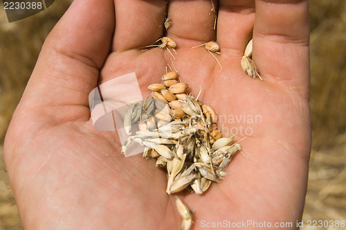 Image of corn in hand