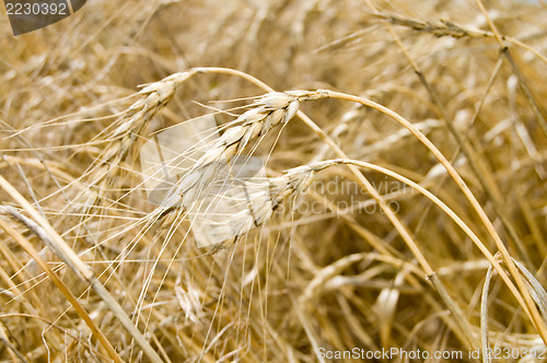 Image of mature wheat
