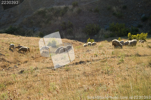 Image of flock of sheep