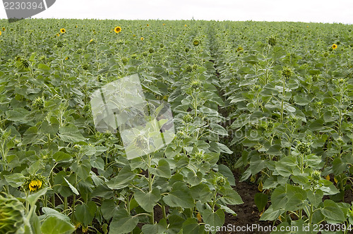 Image of rows sunflower