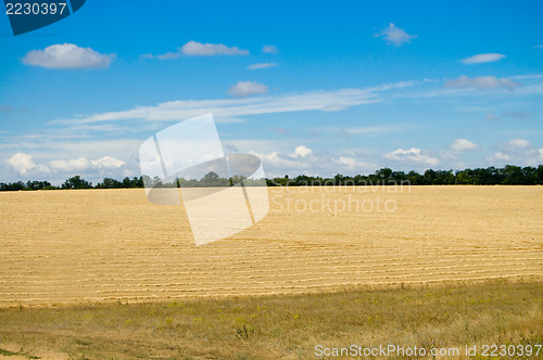 Image of field with harvest